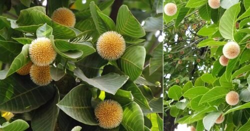 Kadam Tree, Kadamb - Plant Garden Live Plant Nursery Indoor Outdoor Living Plants - Image 3