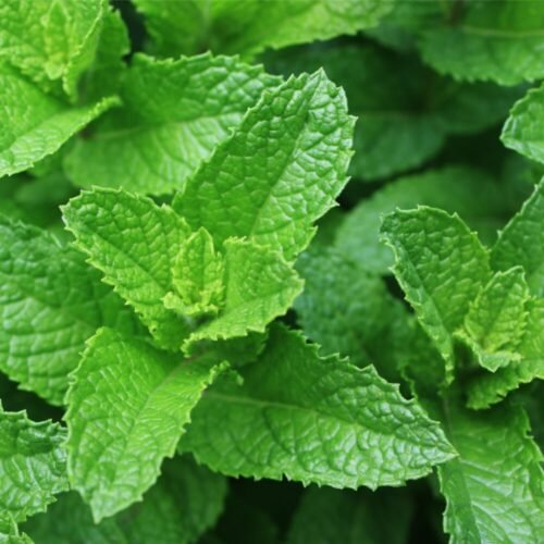 Fresh Mint (Pudina) Live Plant: Aromatic Culinary Delight - Image 2