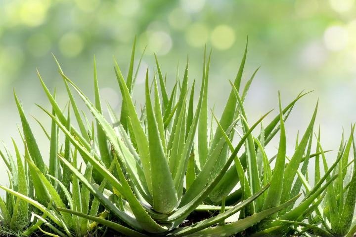 Aloe Vera Plants: Nature's Healing Touch - Your Medicinal Garden Essential