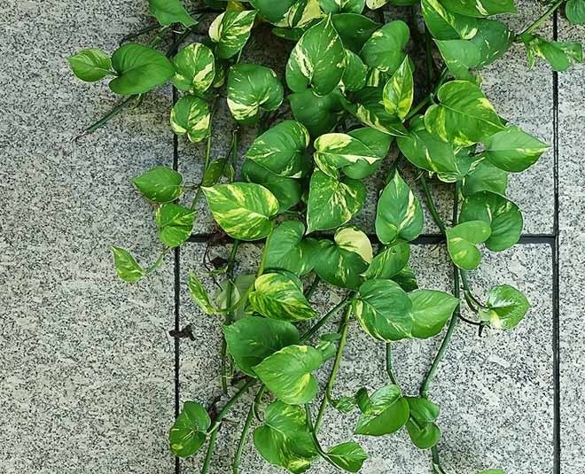 Money Plant: Harnessing Positive Energy with the Best Indoor Air Purification