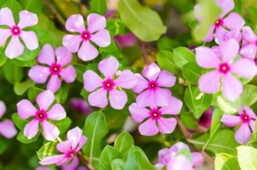 Sadaabahaar/Tiny Periwinkle, Vinca Blue Sadabahar Live Plant - Image 2