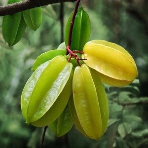 Arjuna Tree Live Plant: Embrace the Majesty of Maruthu, Neermaruthu, and More
