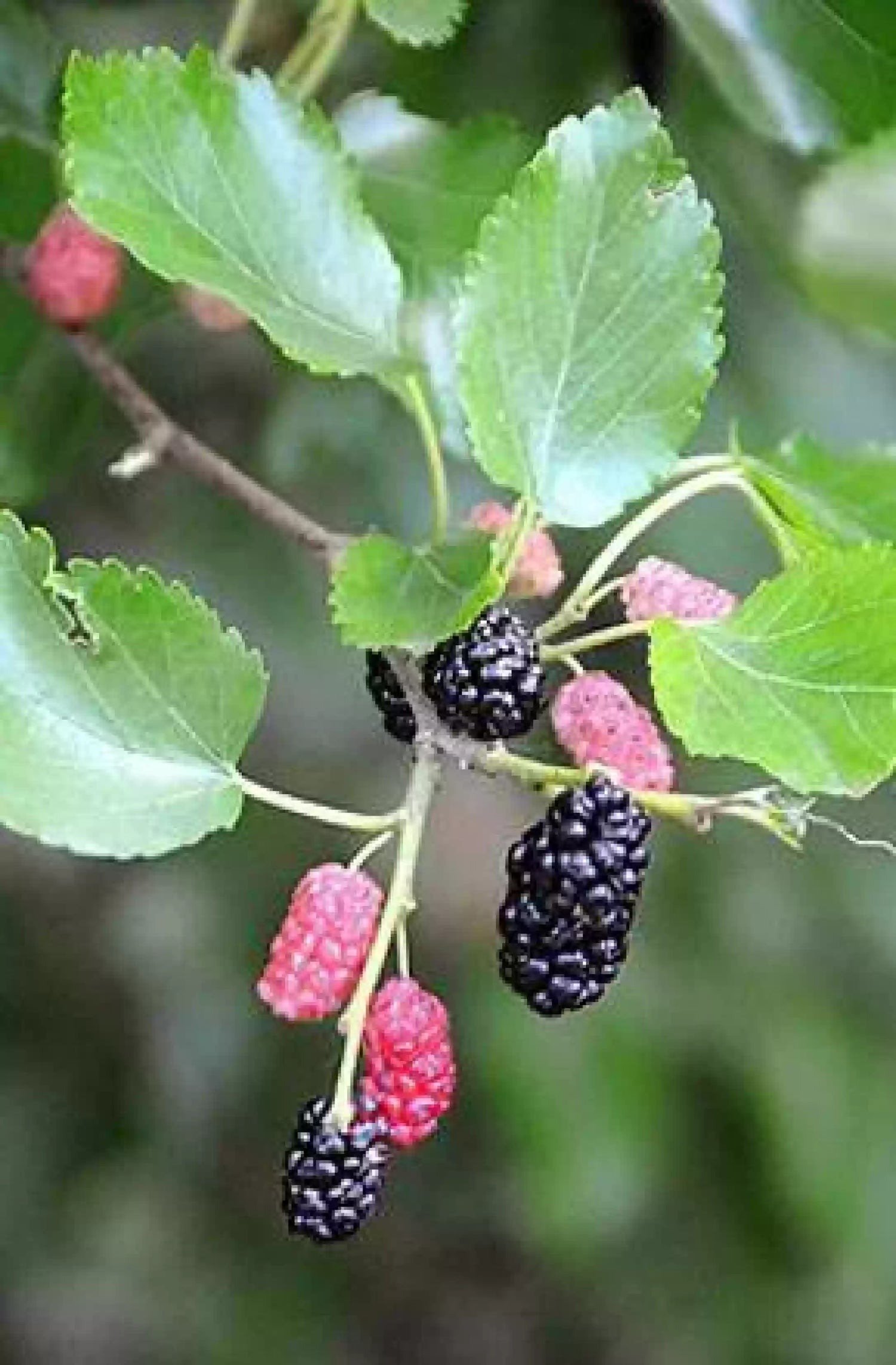 Shahtoot Dwarf Fruit Mulberry Tuti live fruit plant all season mulberry Live Plant - Image 3