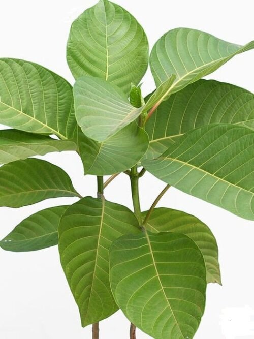 Kadam Tree, Kadamb - Plant Garden Live Plant Nursery Indoor Outdoor Living Plants - Image 2