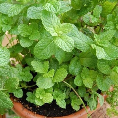 Fresh Mint (Pudina) Live Plant: Aromatic Culinary Delight - Image 3