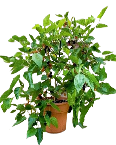 Shahtoot Dwarf Fruit Mulberry Tuti live fruit plant all season mulberry Live Plant