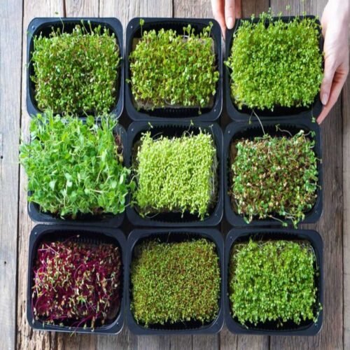 SelfLine Microgreen Combo: 50 Seeds Each of Beetroot, Swiss Chard, Broccoli, Amaranthus, Plus Free Kale