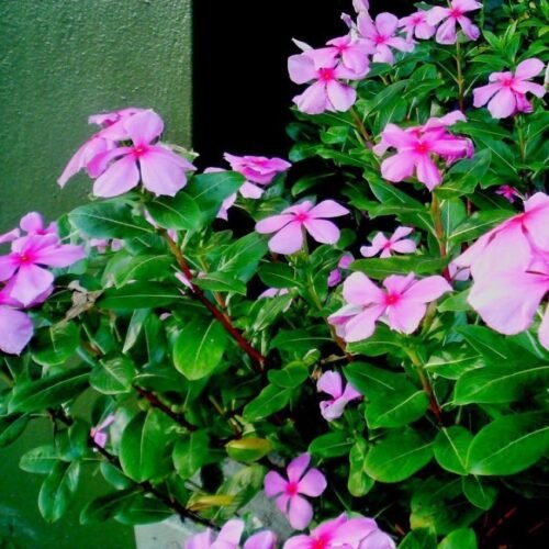 Sadaabahaar/Tiny Periwinkle, Vinca Blue Sadabahar Live Plant - Image 3