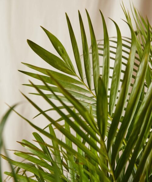 Mini Areca Palm Live Plant - Lush Greenery for Compact Spaces - Image 2