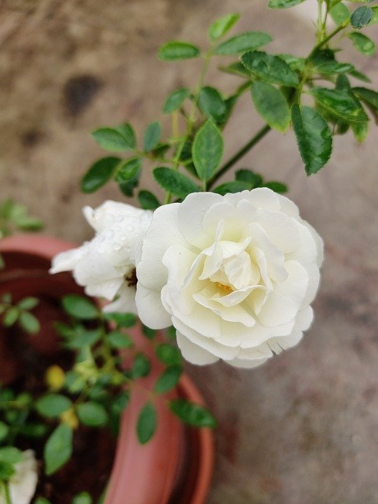 Button Rose (White) Live Plant - Cultivate Timeless Elegance in Your Garden (Copy)