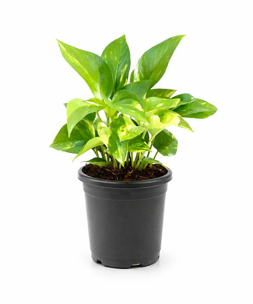 Home Money Plant
