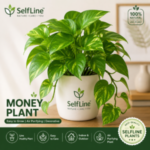 Home selfline money plant banner