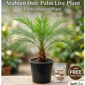 arabian date palm live plant with free seeds