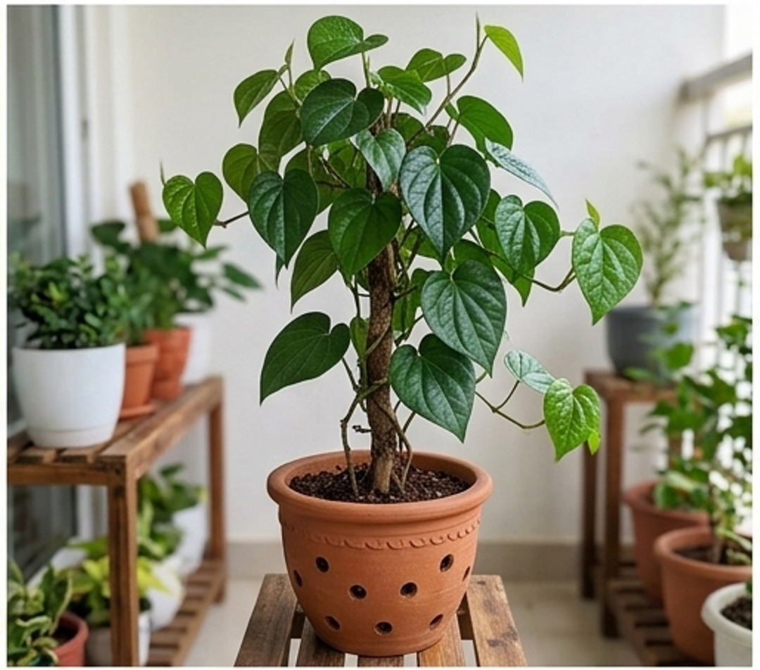 fresh betel vine live plant selfline fresh betel vine live plant selfline