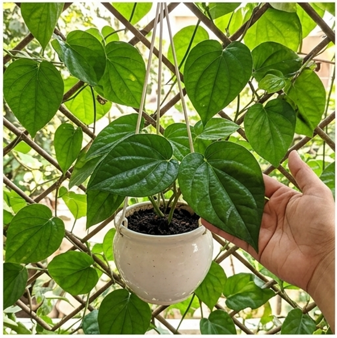 healthy desi paan hybrid live plant healthy desi paan hybrid live plant