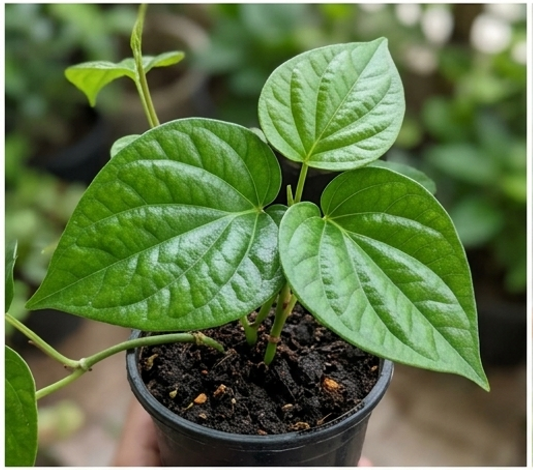 organic betel leaf plant for home garden organic betel leaf plant for home garden