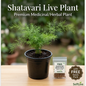 shatavari live plant in nursery pot with free seeds