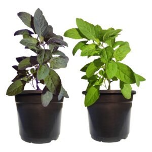 rama shyama tulsi combo