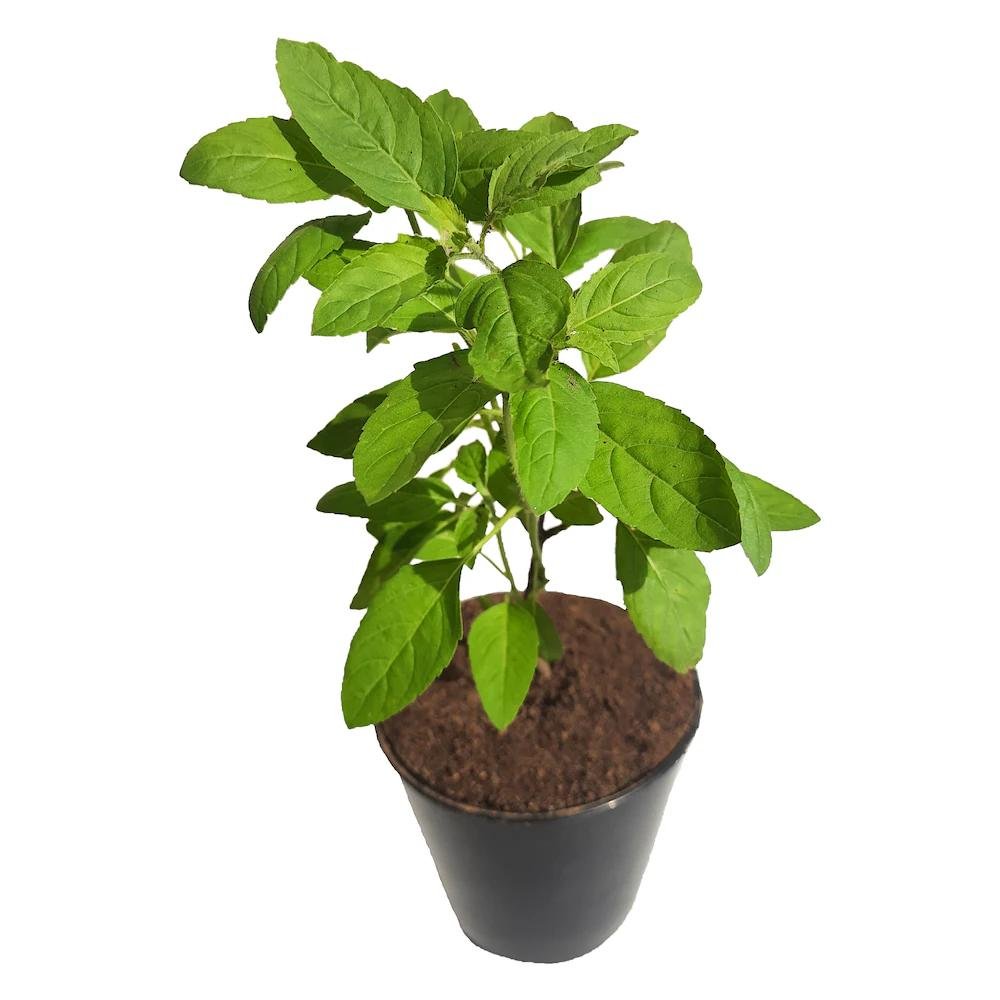 rama tulsi rama tulsi