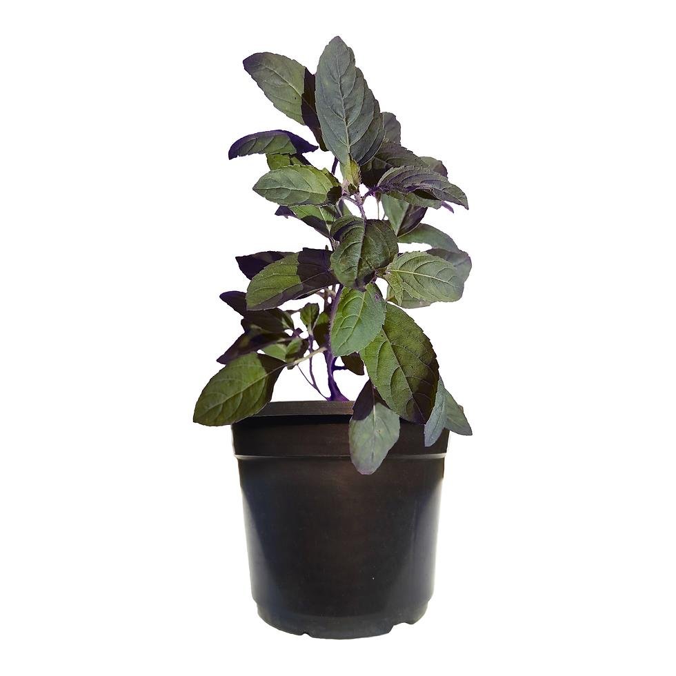shyama tulsi shyama tulsi